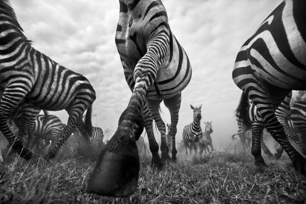 The Great Migration