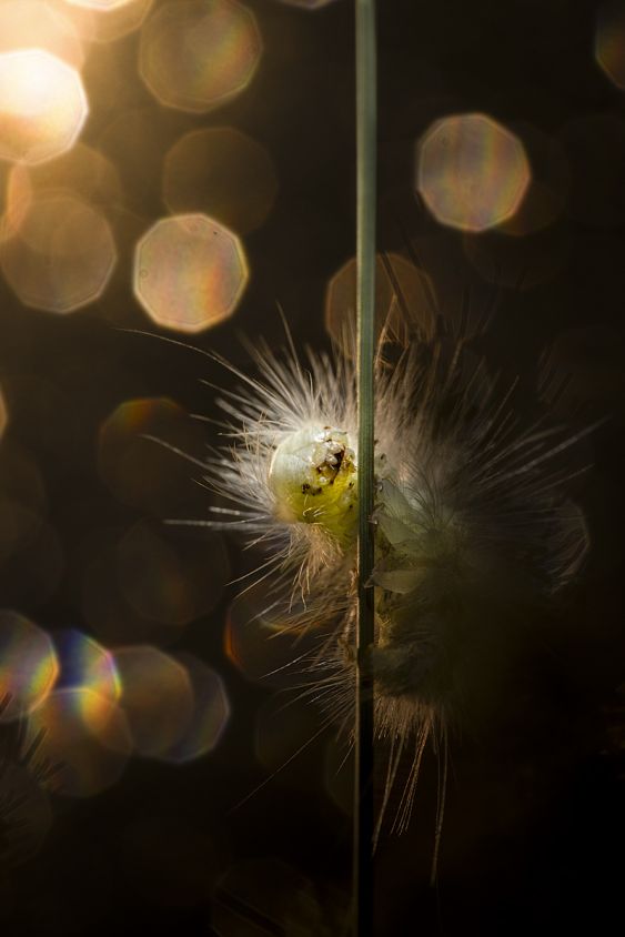 Ephemeral Light