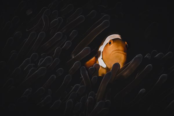 Guardian of Silence