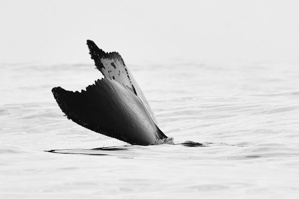 Cetacean Tales
