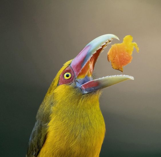 Toucan Family Portraits