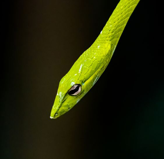 Just Green